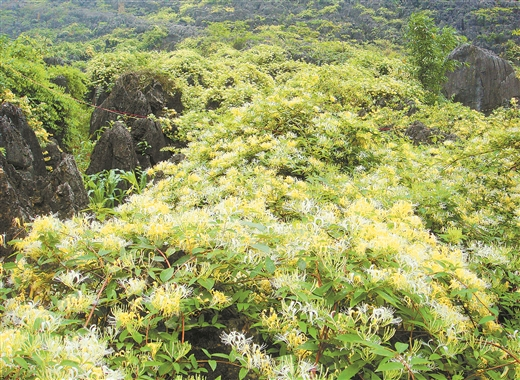 金银花满山遍野。（忻城县融媒体中心供图）