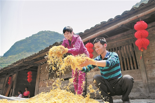 村民在晾晒金银花。蓝德龙/摄