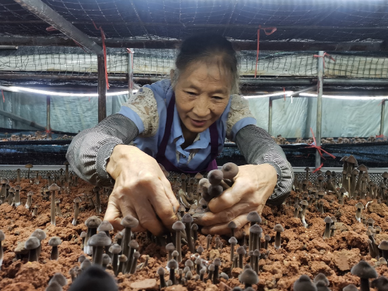 灌阳县观音阁乡海山食用菌产业基地的工人在采摘黑皮鸡枞菌。蒋光仕 摄